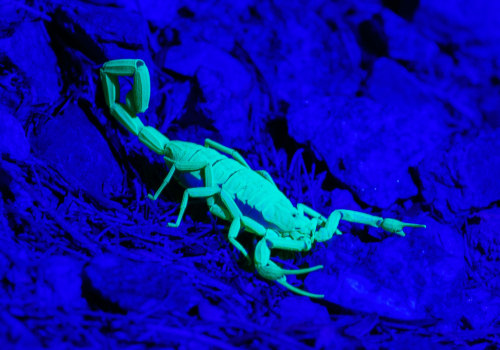 The Difference Between UV Light and Blacklight: A Comprehensive Guide